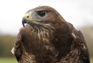 Buzzard